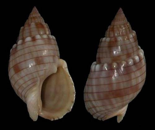  Hiện nay không có thuốc giải đặc hiệu cho các trường hợp ngộ độc do độc tố tetrodotoxin. Nếu phát hiện ngộ độc do ăn phải ốc bùn bóng hoặc các loài ốc lạ khác cần kích thích cho nạn nhân nôn, nôn càng nhiều càng tốt và đưa ngay đến cơ sở y tế gần nhất để được cấp cứu kịp thời.