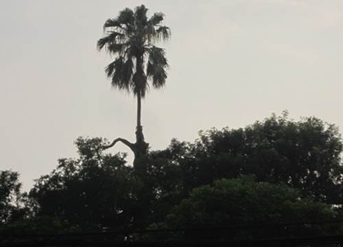 Cây cọ mọc trên đỉnh cây si hàng trăm năm bên ngôi đền thiêng thờ vua Lý Nam Đế ở thôn Giang, xã Viên Nội, huyện Ứng Hòa, Hà Nội. Điều kỳ lạ là cả hai cây đều phát triển bình thường và đã trải qua năm dài tháng rộng. Ảnh: Nguoiduatin.