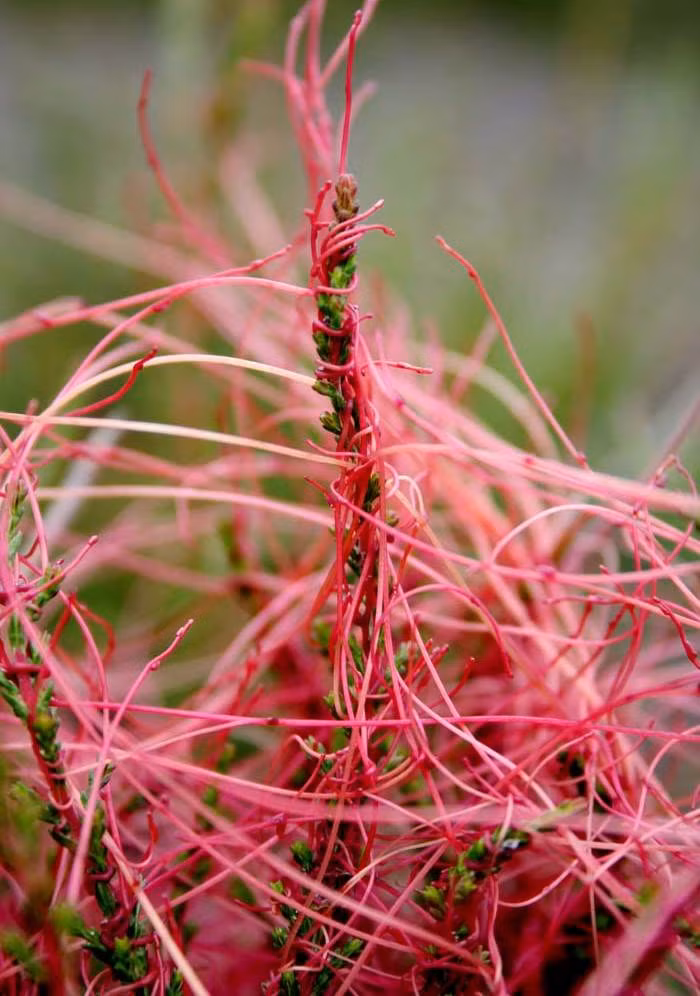 Cây tơ hồng, tuy có một cái tên mỹ miều gợi sự liên kết mối nhân duyên bởi sự quấn quít chặt chẽ của chúng nhưng trên thực tế loài cây này sống tầm gửi, ký sinh và chẳng khác nào ác quỷ của giới thực vật.