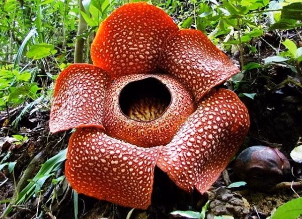 Chính vì sống ký sinh và phụ thuộc vào cây chủ như vậy nên mặc dù tên là hoa Vua nhưng chúng lại có biệt danh khá thú vị, trái ngược hẳn với cái tên đó là "hoa kẻ hầu người hạ".