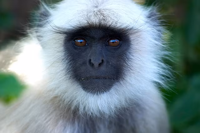 Và cho dù không có khả năng cảm nhận như trên nhưng đa số các loài động vật vẫn có thể dùng bản năng nhạy bén của mình để thoát khỏi những thảm họa đáng sợ.