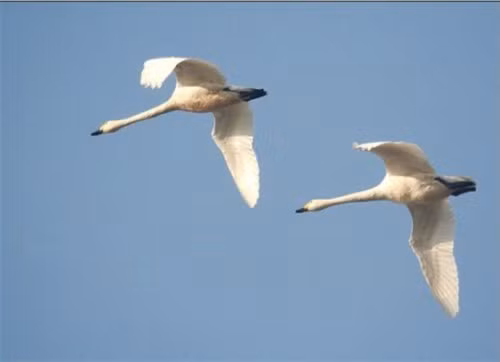 Không chỉ chó, một số loài chim cũng có thể cảm nhận được thảm họa đang đến gần. Chính vì thế, chúng bay đi tìm chỗ ẩn náu an toàn trước khi sóng thần hay bão đổ bộ.