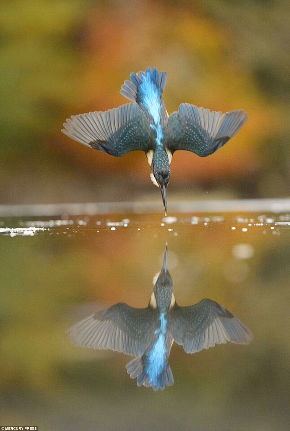 Mục tiêu của anh là chụp được hình ảnh chú chim đưa mỏ xuống nước mà không có giọt nước nào văng lên, ảnh hướng đến hình ảnh phản chiếu của chú chim trên mặt nước. Đó là "bức ảnh hoàn hảo" trong ký ức của anh và là động lực để chính anh vượt qua những khó khăn. 