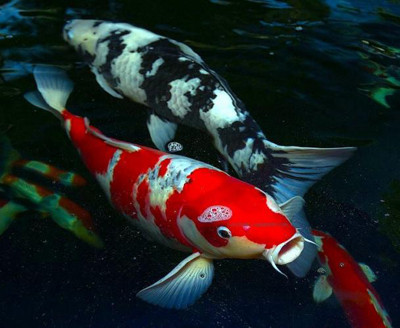 Một số loài cá có thể bơi ngược.