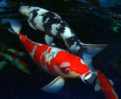 Một số loài cá có thể bơi ngược.