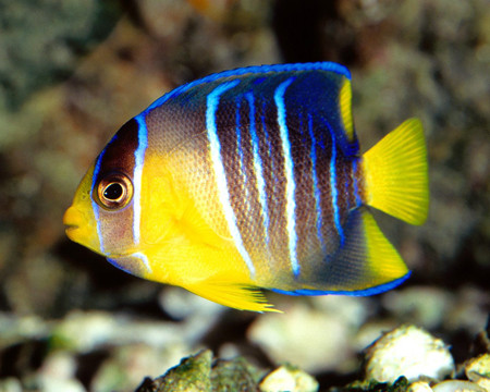 Các bằng chứng hóa thạch cho thấy loài cá đã xuất hiện trên trái đất gần 530 triệu năm.