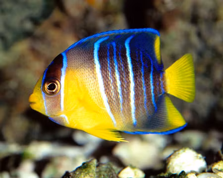 Các bằng chứng hóa thạch cho thấy loài cá đã xuất hiện trên trái đất gần 530 triệu năm.