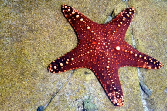 Sao biển không có máu, mà máu của chúng thực sự là nước biển lọc.