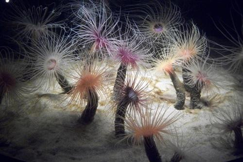 Cỏ chân ngỗng biển nhìn giống như một bông hoa, nhưng thực ra nó lại là một loài động vật ăn thịt. Thức ăn của chúng là các loại tôm và cá nhỏ.