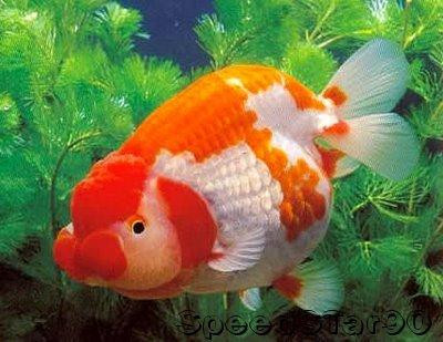 Nhiều loại cá có thể thay đổi giới tính của mình trong suốt quá trình sống của chúng.