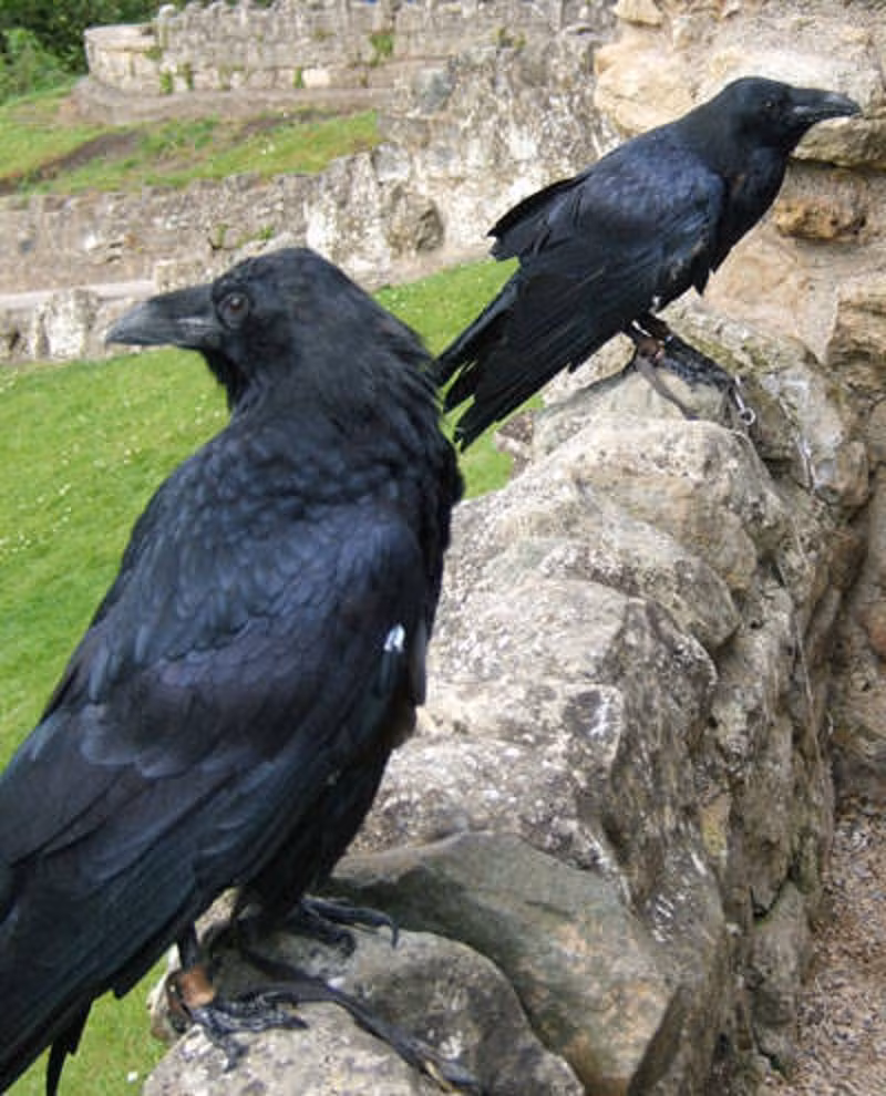 Tuy tinh nghịch nhưng quạ dường như có khả năng đồng cảm. Khi bạn thua trận, chúng sẽ tới để an ủi.