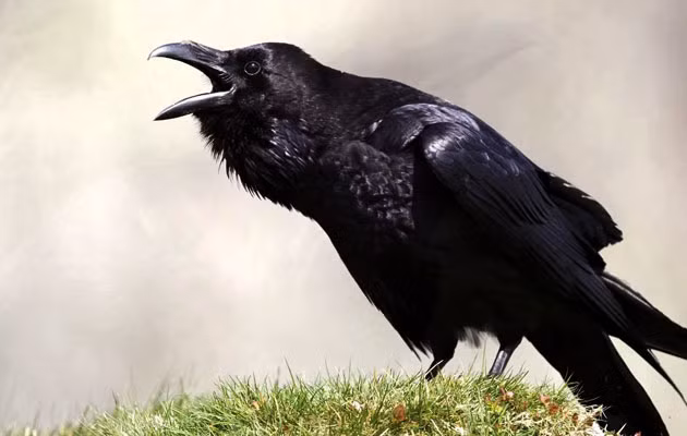 Trong điều kiện nuôi nhốt, quạ có thể học nói tốt hơn so với một số loài vẹt. Chúng còn có thể bắt chước nhiều tiếng động khác, như động cơ xe, tiếng xả nước trong nhà vệ sinh, tiếng động vật và tiếng chim hót.