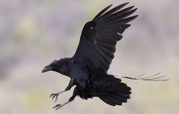 Những sự thật bất ngờ về loài chuyên đem điềm gở khiến chúng ta phải xem xét lại thái độ của mình với loài động vật này. Khi nói tới trí thông minh, loài quạ đen hoàn toàn có thể sánh ngang với tinh tinh và cá heo. Trong tự nhiên, quạ đã từng đẩy đá xuống người đang leo lên tổ của chúng, đánh cắp cá của ngư dân, giả chết cạnh xác hải ly để hù dọa con quạ khác rời xa bữa ăn ngon của nó.