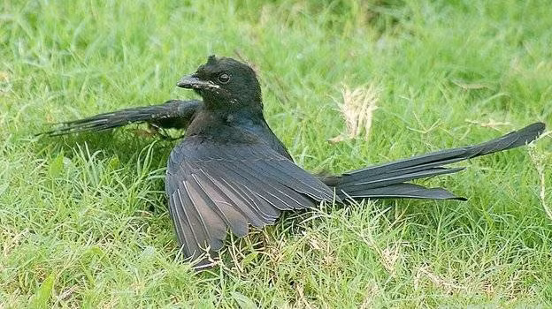 Giống như chim dẻ cùi, quạ thích nằm trên tổ kiến để kiến bu vào cơ thể, sau đó nhấm nháp từng con và chà ruột lên bộ lông của mình. Đến nay, các nhà khoa học vẫn chưa lý giải được nguyên nhân của hành động kỳ lạ này.