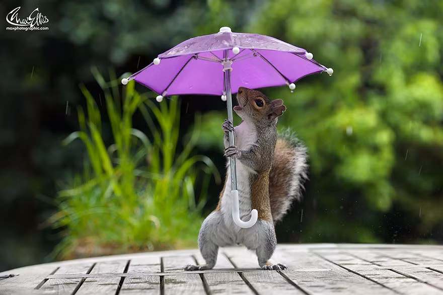 Để có được bộ ảnh độc đáo này, Max phải dính đầy hạt hướng dương và bơ đậu phộng vào ô trước khi treo nó vào dây câu.