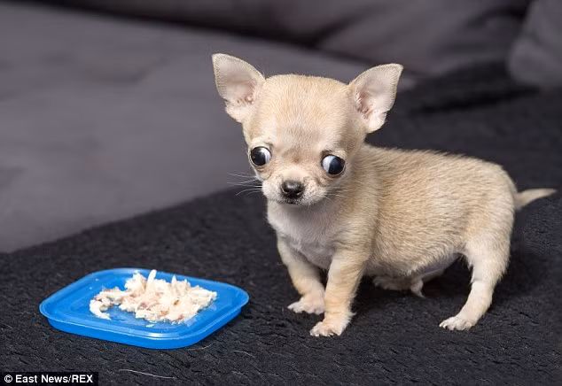 Toudi tiêu tốn cực ít thức ăn do dạ dày nhỏ xíu của mình.