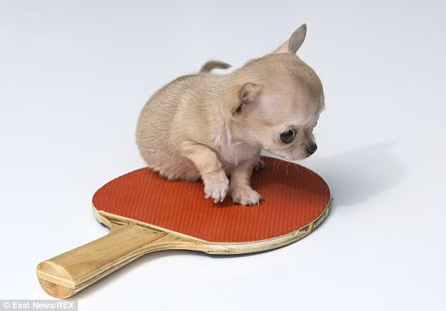 Chủ sở hữu của Toudi hi vọng Toudi sớm có tên trong sách Kỷ lục thế giới Guinness là chú chó chihuahua nhỏ nhất thế giới.