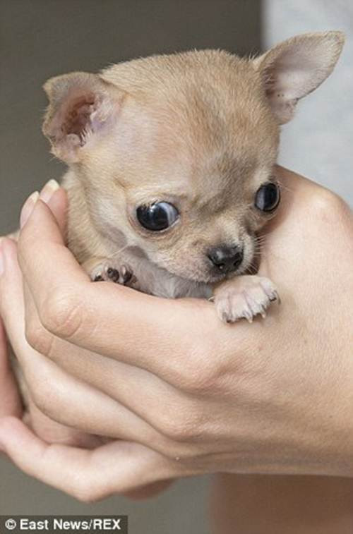 Toudi được tin là chú chó chihuahua nhỏ nhất thế giới.