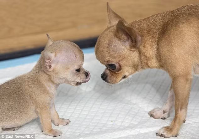 Mặc dù cùng một mẹ sinh ra nhưng Toudi bé hơn nhiều so với chị em của mình.