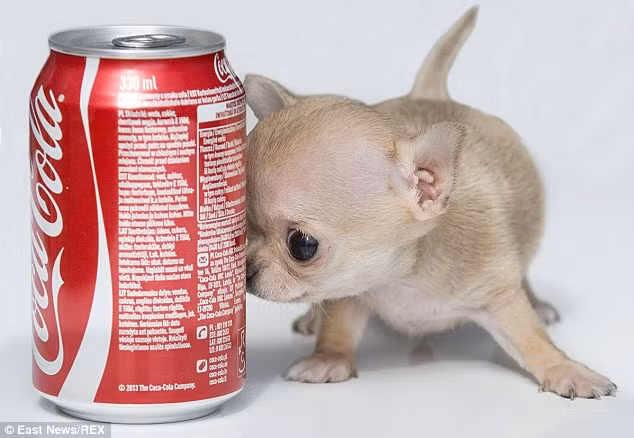 Chú chó chihuahua này thấp hơn cả một lon Cocacola...