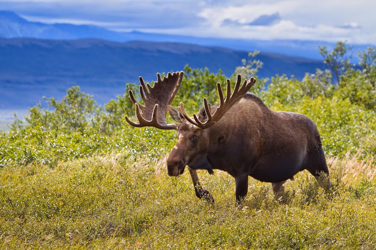 Kẻ thù lớn nhất của nai sừng Bắc Mỹ là chó sói, gấu xám và gấu đen. Những con thú săn mồi này sẽ tấn công những con nai con bất cứ khi nào có cơ hội.
