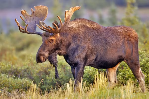 Nai sừng tấm nổi tiếng với bộ gạc của nó. Đây là bộ phận có tốc độ phát triển nhanh nhất của nai. Nai đực bắt đầu mọc gạc từ đầu xuân đến cuối thu. Gạc sẽ rụng vào mùa đông và sẽ mọc lại vào năm sau với kích thước lớn hơn.