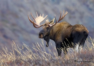 Nai sừng tấm Bắc Mỹ chạy rất nhanh. Chúng có thể chạy với vận tốc 56km/h.