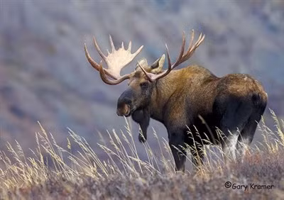 Nai sừng tấm Bắc Mỹ chạy rất nhanh. Chúng có thể chạy với vận tốc 56km/h.