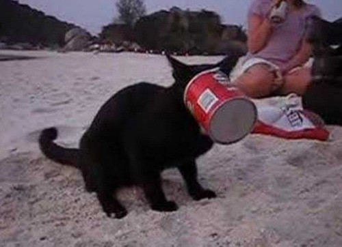 Đồ ăn thơm ngon bên trong chiếc hộp này khiến chú mèo đen vô cùng thích thú. Giá mà còn nhiều hơn nữa thì tốt quá!