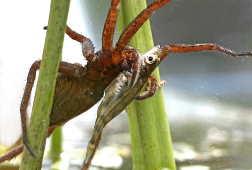 Mặc dù sở hữu thân hình khổng lồ đáng sợ, nhưng loài nhện lưỡng cư này không gây ra nguy hại cho con người. Chúng thường ăn các côn trùng như bọ nước và bọ dừa, nòng nọc sa giông gần trưởng thành và cá nhỏ.