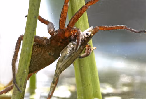 Mặc dù sở hữu thân hình khổng lồ đáng sợ, nhưng loài nhện lưỡng cư này không gây ra nguy hại cho con người. Chúng thường ăn các côn trùng như bọ nước và bọ dừa, nòng nọc sa giông gần trưởng thành và cá nhỏ.