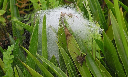 Loài nhện khổng lồ này có thể đẻ tới 700 trứng mỗi lần dù rất ít trứng tồn tại. Chúng nuôi con non trong những chiếc mạng giống như pha lê. Thông qua đếm số mạng, các nhà bảo tồn có thể theo dõi số lượng của chúng.