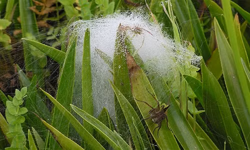 Loài nhện khổng lồ này có thể đẻ tới 700 trứng mỗi lần dù rất ít trứng tồn tại. Chúng nuôi con non trong những chiếc mạng giống như pha lê. Thông qua đếm số mạng, các nhà bảo tồn có thể theo dõi số lượng của chúng.