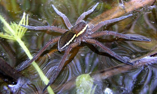 Loài nhện khổng lồ ăn cá (fen raft spider) có đặc điểm là cơ thể không có lông, chân dài, thân đen và có vạch sọc màu kem đặc trưng dọc trên cơ thể. Chúng thích sống trong những mương rãnh và hồ nước ở vùng đất ngập.