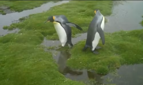 Doi chim canh cut ky quac quyet giu chan kho rao