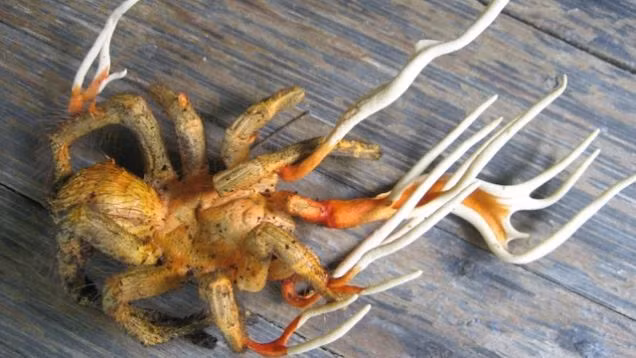 Đây là những gì sẽ xảy ra khi loài nấm ký sinh Cordyceps xâm lấn từng mô trong cơ thể của nhện đen lớn. Một số loài nấm thậm chí còn có khả năng điều khiển trí óc, biến con mồi thành zoombie.