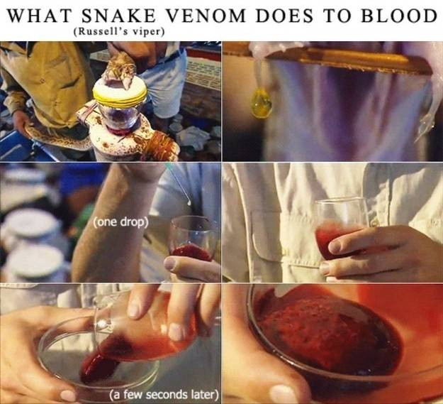 Những bức ảnh nhỏ trong tấm ảnh này cho thấy phản ứng của máu người khi bị nọc độc rắn xâm nhiễm. Bạn có muốn thứkinh khủng này tồn tại trên thế giới không?