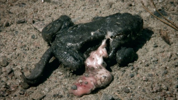 Tháng 4/2005, khoảng 1.000 con cóc chết đã được phát hiện tại một cái ao nhỏ ở Hamburg, Đức. Một số người chứng kiến cho biết họ đã thấy những con cóc phồng to gấp ba lần kích thước cơ thể bình thường rồi tự phát nổ, ruột của chúng bắn xa tới cả mét.