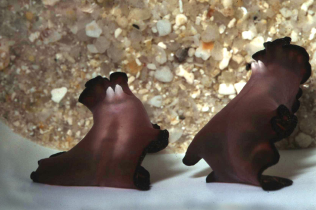 Đến mùa sinh sản, hai con giun dẹp đực sẽ dùng “bảo bối” để đấu với nhau và con thua sẽ bị buộc “chuyển giới” trở thành con cái.