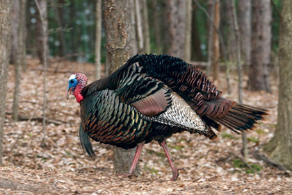 Phần thịt đỏ ở phía trên mỏ gà tây được gọi là mòng gà.