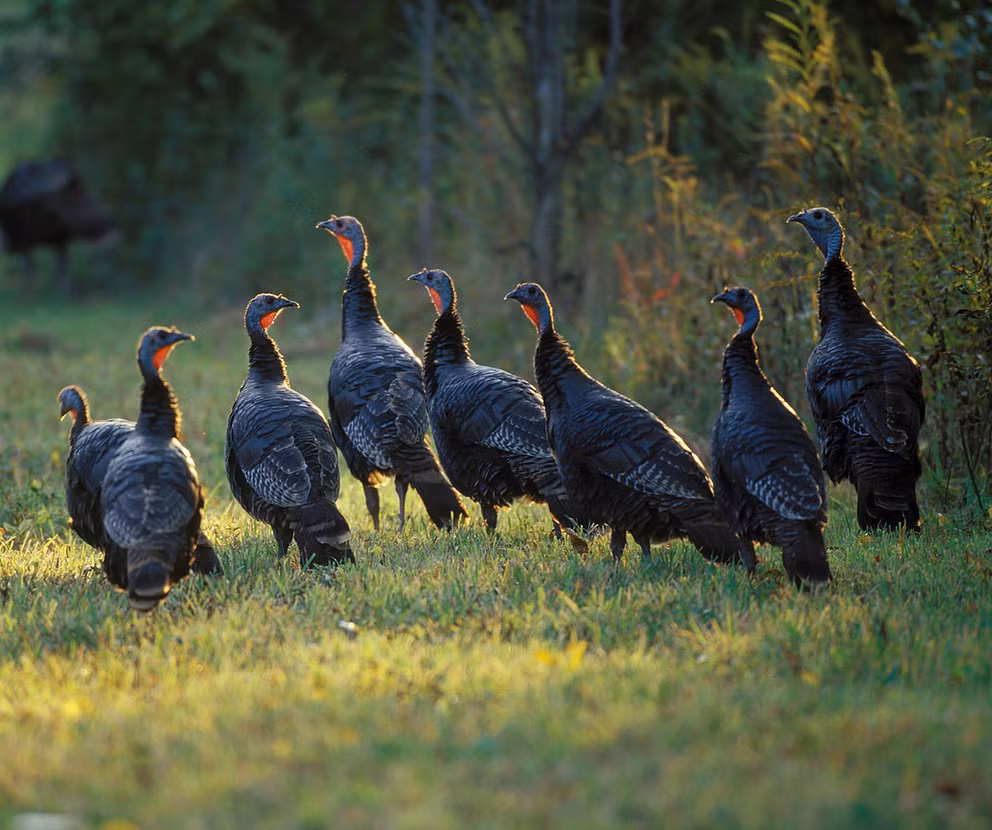 Trong tiếng Anh, gà tây đực được gọi là “stag”, gà tây cái được gọi là “hen” trong khi gà tây con được gọi là “poult”.
