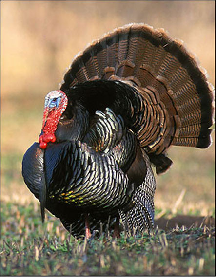 Phần thịt trên cổ phía dưới mỏ được gọi là yếm thịt.