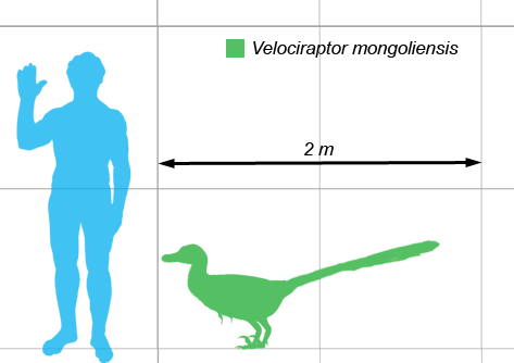 Velociraptor là một loài khủng long thuộc chi Dromaeosauridae có kích thước trung bình, con trưởng thành chỉ dài khoảng 2,07m, và nặng chừng 15 kg. Hộp sọ dài 25cm có một kiểu cong lên đặc biệt. Sự thật tàn khốc về loài khủng long này có thể khiến bạn rùng mình.