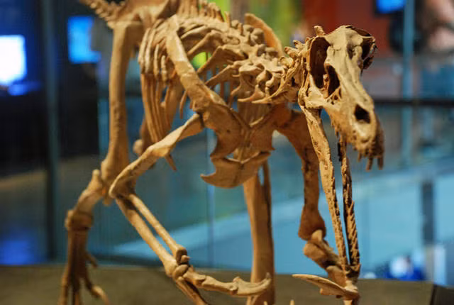 Velociraptor là một trong các chi khủng long quen thuộc nhất với đại chúng vì vai trò của nó trong loạt phim “Công viên kỷ Jura”. Tuy nhiên, chắc hẳn bạn sẽ bất ngờ khi biết rằng các nhà làm phim dùng tiếng rùa kêu để “giả dạng” tiếng của những con khủng long đáng sợ.