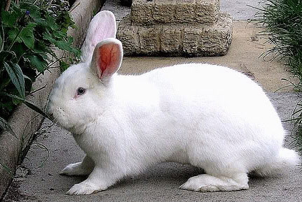 Hiện nay có khoảng 45 loài thỏ khác nhau.