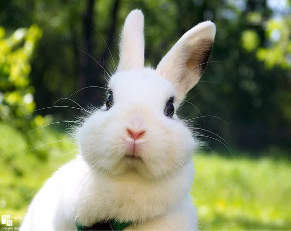 Có những khám phá cực thú vị về loài thỏ đáng yêu. Trong tiếng Anh, một con thỏ đực thì được gọi là “duck”, một con thỏ cái được gọi là “doe” trong khi những con thỏ con được gọi chung là “litter”.