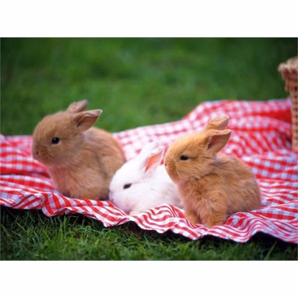 Loài thỏ rất dễ bị say nắng nên chúng ưa sống ở những nơi mát mẻ.