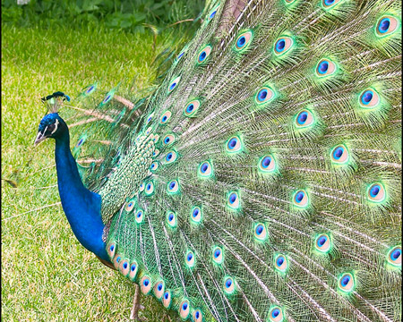 Một con chim công có thể sống trên 20 năm. Bộ lông đuôi của chim công đực đẹp đẽ và rực rỡ nhất khi nó được 5-6 tuổi.