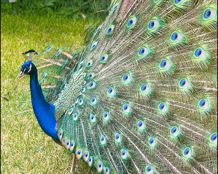 Một con chim công có thể sống trên 20 năm. Bộ lông đuôi của chim công đực đẹp đẽ và rực rỡ nhất khi nó được 5-6 tuổi.