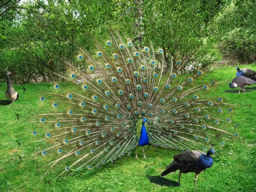 Bộ lông chiếm tới 60% tổng trọng lượng cơ thể của một con chim công. Sải cánh của loài chim này có thể lên tới 1,5m. Đây là một trong những loài chim lớn nhất trên thế giới.